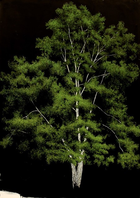 Sarah Myers, ‘Birch Tree’, 2015, Eleven Twenty Projects