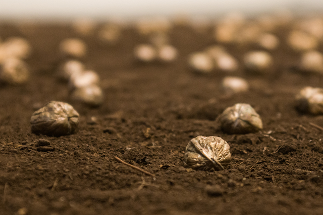 Eduardo Navarro, ‘Letters to Earth # 6’, 2017, Sculpture, 100 nutshells made of bronze and encapsulated nutmeat and contract, Nara Roesler