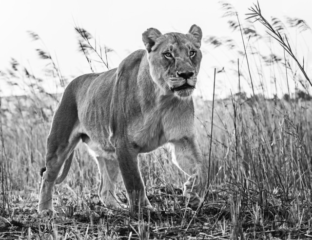 David Yarrow, ‘The Green Green Grass of Home’, 2016, Isabella Garrucho Fine Art