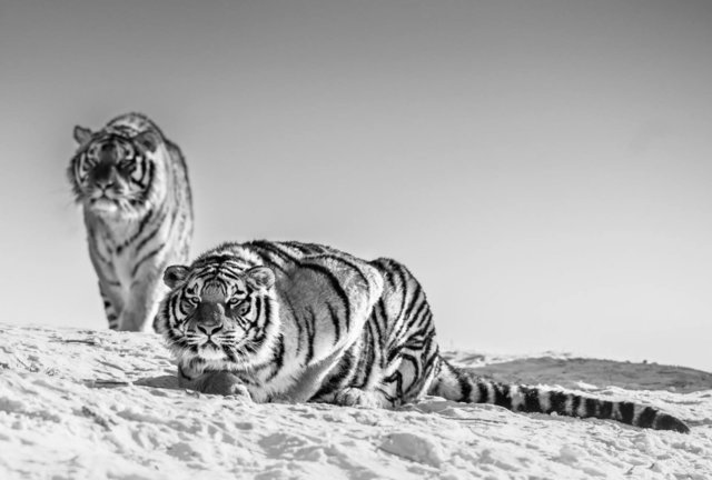 David Yarrow, ‘Goodnight Mr Bond’, Kunsthuis Amsterdam