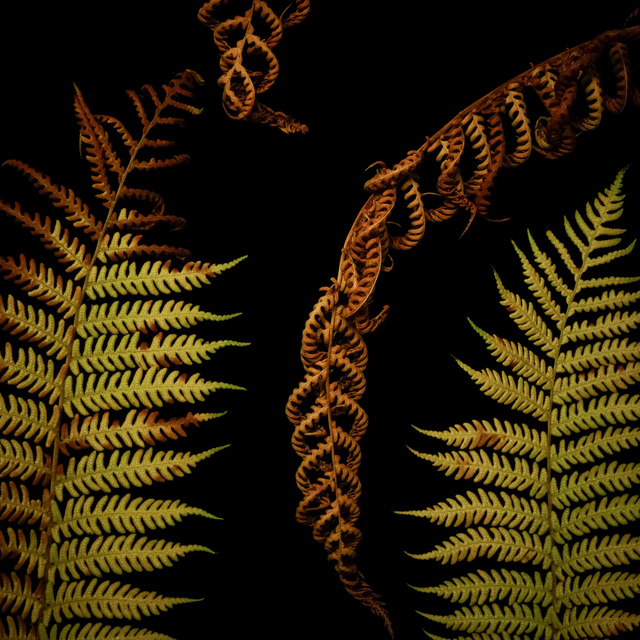 Mark Petersen, ‘Fern Age’, 2017, Osceola Gallery