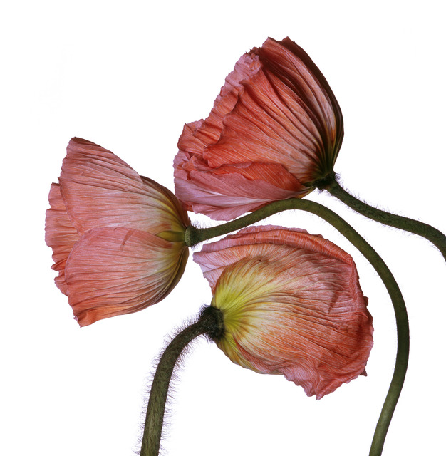 Michael Zeppetello, ‘Iceland Poppy (M)’, 2018, Almond & Co.