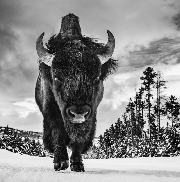 David Yarrow, ‘The American Idol ’, 2017, Maddox Gallery