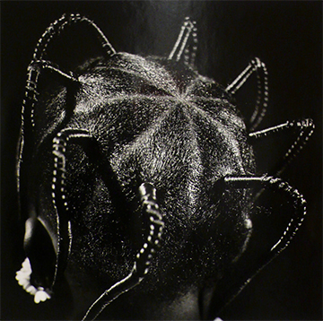 J.D. 'Okhai Ojeikere, ‘Ito Lozi’, 1968, HackelBury Fine Art