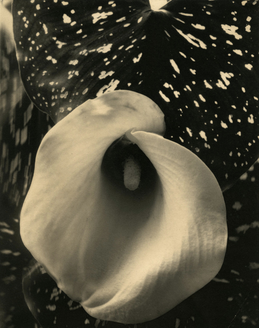 Edward Steichen, ‘Calla Lily’, ca. 1921, Howard Greenberg Gallery