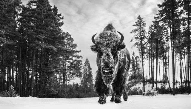 David Yarrow, ‘Forest Gump’, 2019, Photography, Archival Pigment Print, Hilton Asmus