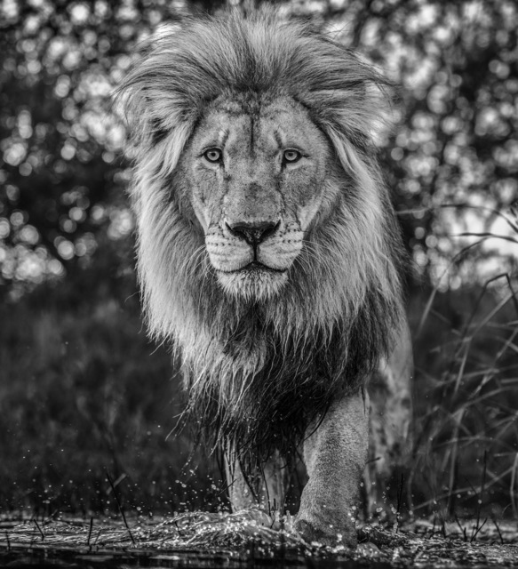 David Yarrow, ‘Basic Instinct’, 2020, Photography, Archival Pigment Print, Maddox Gallery