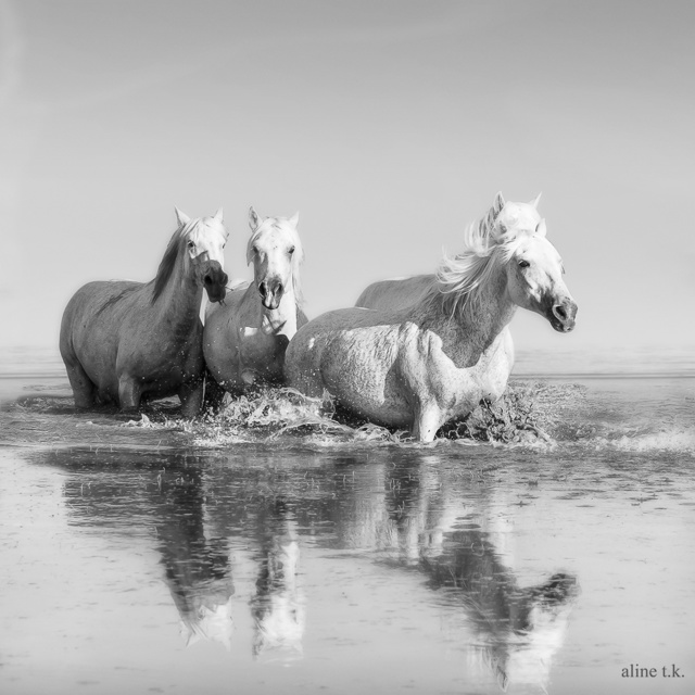 Aline Karagouzlu, ‘Caballos de la Camargue 5’, 2014, ACCS Visual Arts