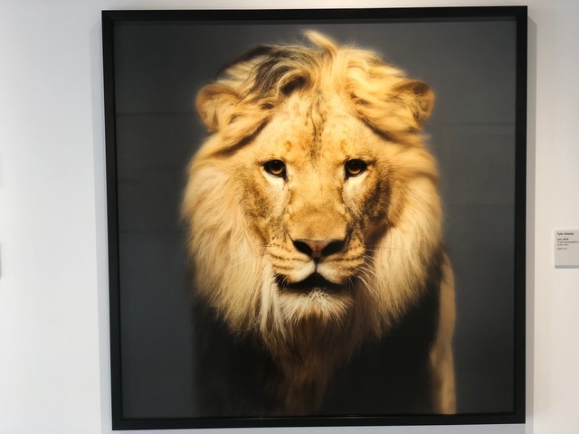 Tyler Shields, ‘Lion’, 2018, Provocateur Gallery