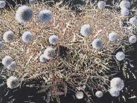 Thistles