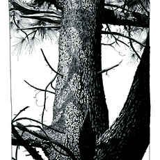 Jamie Hewlett