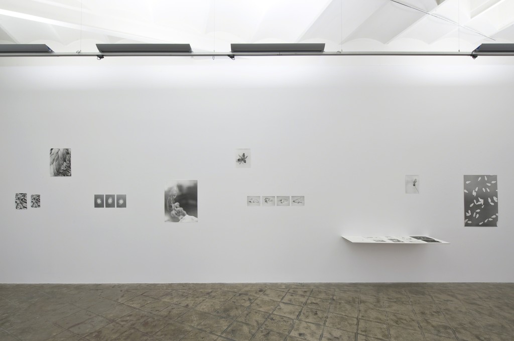 Exhibition view, 'Jochen Lempert', ProjecteSD, Barcelona, 2015 Exhibition view, 'Jochen Lempert', ProjecteSD, Barcelona, 2015