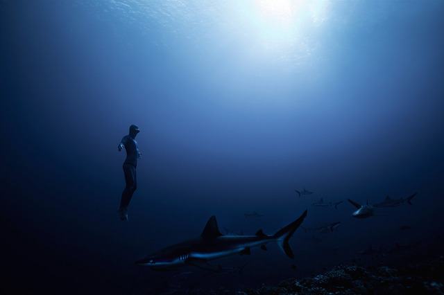 Franck Seguin, ‘Sharks I ’, 2018, Galerie Jean-Denis Walter