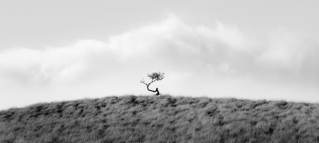 Brian Kosoff, ‘Crooked Tree’, 2012, Gallery 270