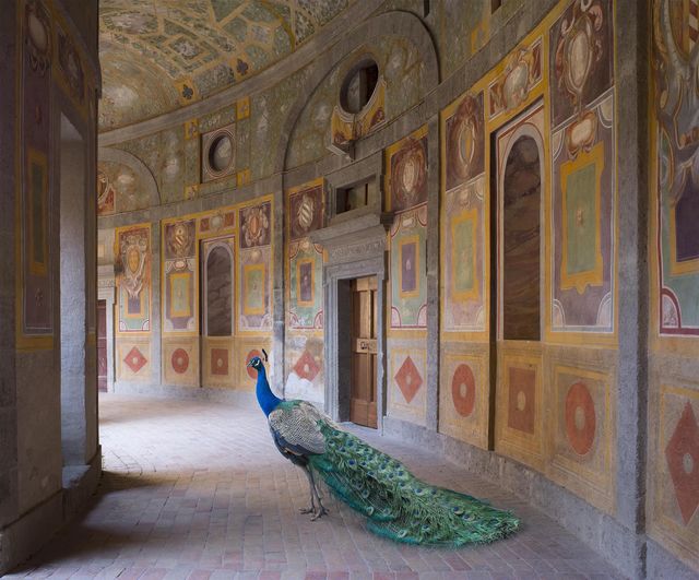 Karen Knorr, ‘Heaven’s Vault, Villa Farnese, Caprarola’, 2014, Photography, Color pigment print on Hahnemühle Fine Art Pearl Paper, Sundaram Tagore Gallery