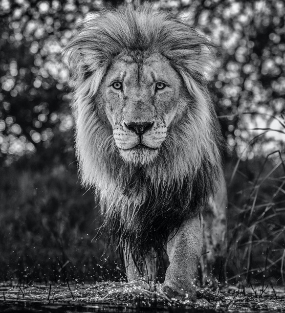 David Yarrow, ‘Basic Instinct’, 2020, Photography, Archival Pigment Print, Hilton Asmus