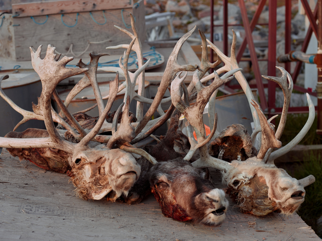 Philip Cheung, ‘Caribou Heads, Taloyoak’, 2017, Photography, Archival pigment print, Circuit Gallery