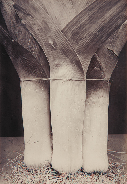 Charles Jones (1866-1959), ‘Leek Prizetaker’, circa 1900, Photography, Gold toned gelatin silver print, Phillips