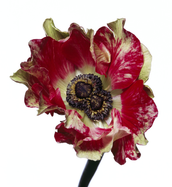Michael Zeppetello, ‘Tiger Anemone’, 2018, Photography, Hahnemuehle Photo Rag Baryta Paper, Almond & Co.