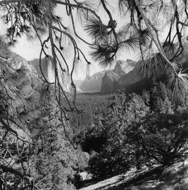 Lee Friedlander, ‘Yosemite’, 2004, Fraenkel Gallery