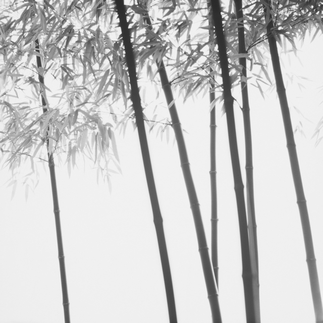 Choi Byung-Kwan, ‘Bamboo series’, Gallery Lux