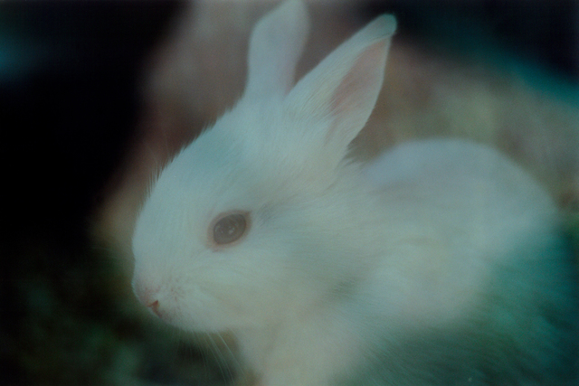 Mika Ninagawa, ‘noir’, 2010, Tomio Koyama Gallery