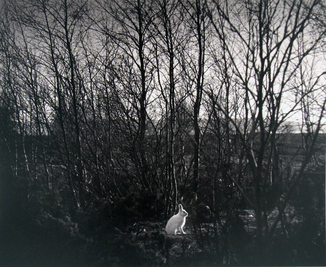 Pentti Sammallahti, ‘Signilskar, Finland (Rabbit in Woods)’, 1974, Photography, Gelatin silver print, ClampArt