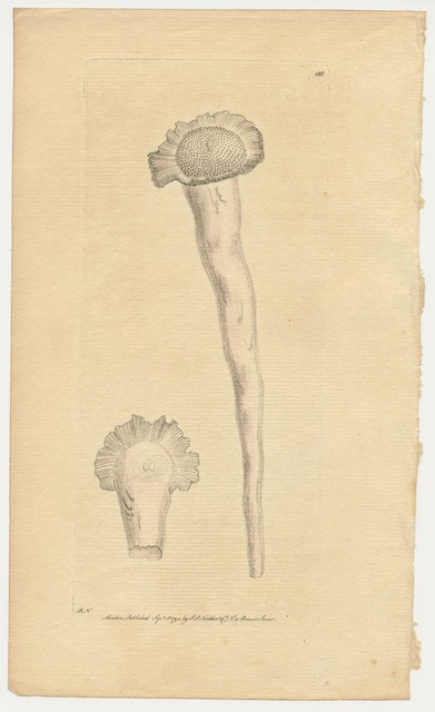 Frederick Polydore Nodder The Perforated Serpula (1794) Available