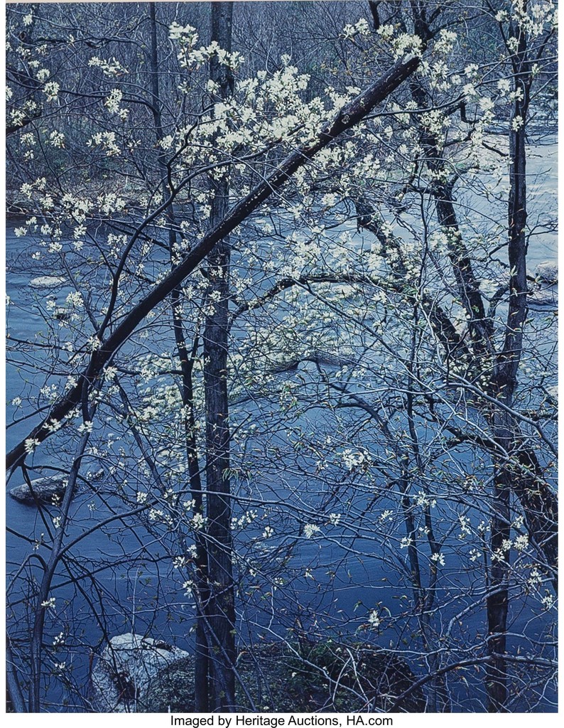 eliot porter, spruce trunks and grass; aspens in sprint; new