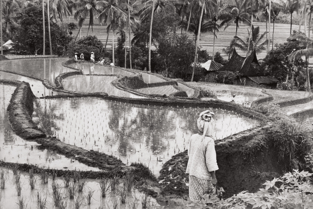 Henri Cartier Bresson Rice Fields In The Minangkabau Country Sumatra Indonesia 1950 Artsy