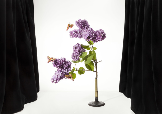 Sanna Kannisto, ‘Deilephila Elpenor’, 2016, METRONOM