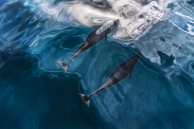Paul Nicklen, ‘Pacific Dance ’, 2014, Photography, Archival Pigment Print, Hilton Asmus