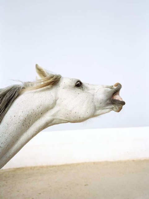 Jitka Hanzlová, ‘Untitled (Snivelling)’, 2010, Mai 36 Galerie