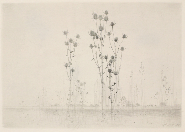 Gunnar Norrman, ‘Dipsacus’, Pucker Gallery