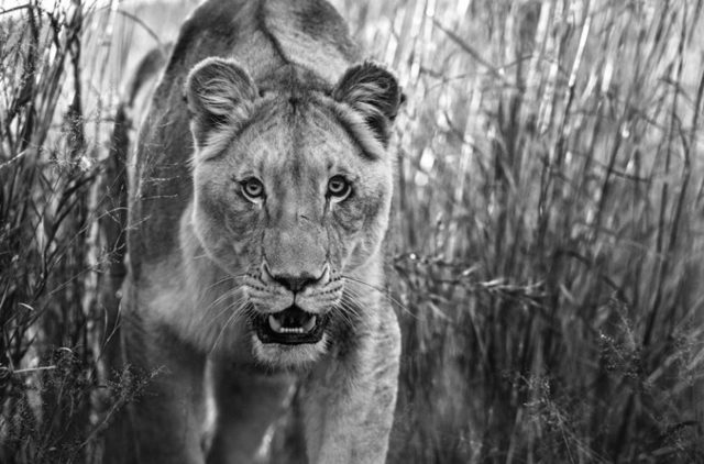 David Yarrow, ‘Designated Survivor’, 2018, Photography, 315gsm Hahnemuhle Photo Rag Baryta Paper, Isabella Garrucho Fine Art