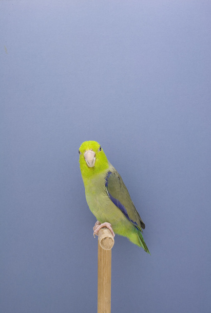Luke Stephenson, ‘Parakeet #2, from 'The Incomplete Dictionary of Show Birds'’, 2009, The Photographers' Gallery | Print Sales