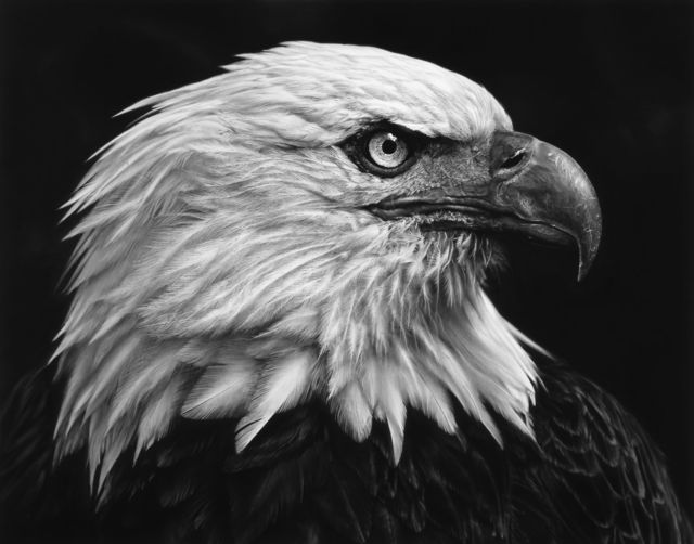 Robert Longo, ‘Untitled (American Bald Eagle)’, 2017, Brooklyn Museum