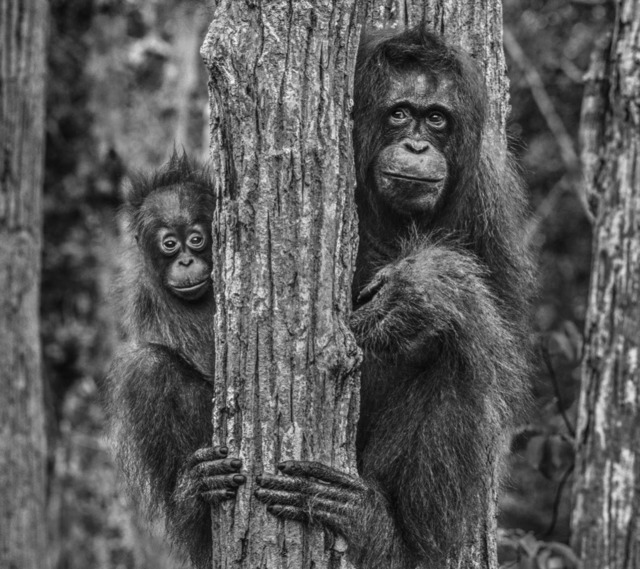 David Yarrow, ‘Family Tree’, 2018, Isabella Garrucho Fine Art