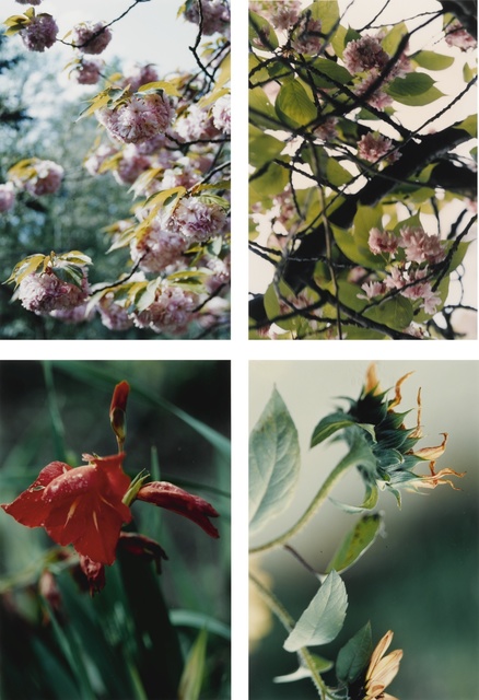 Thomas Struth, ‘Pflanzen, Nr. 22, 35, 67 and 70’, 1992-93, Sotheby's