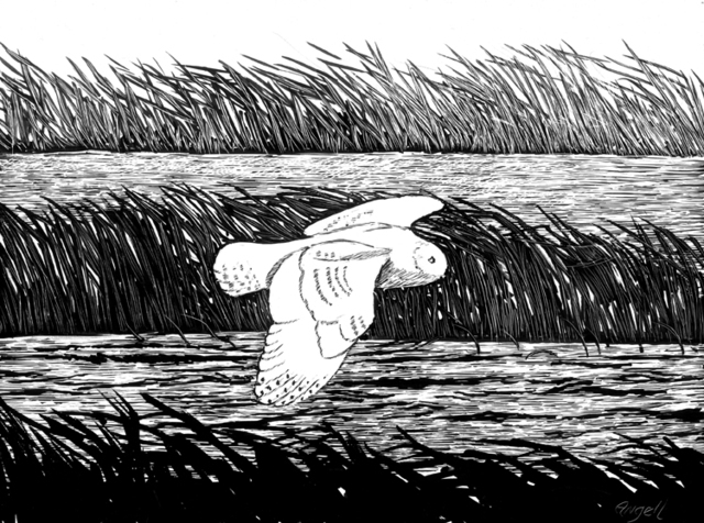 Tony Angell, ‘Snowy Owl Over Slough’, 2015, Foster/White Gallery
