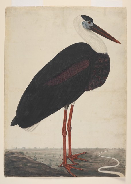 Unknown Artist, ‘Black Stork in a Landscape’, ca. 1780, The Metropolitan Museum of Art