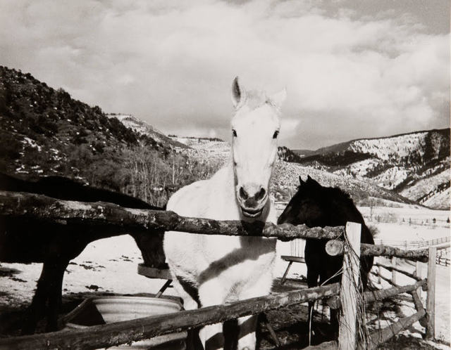 Andy Warhol, ‘Andy Warhol, Photograph of Horses in Aspen, 1980s’, 1980s, Hedges Projects