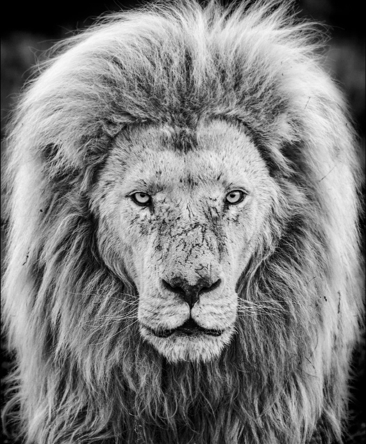David Yarrow, ‘Gandalf’, 2019, Hilton Asmus