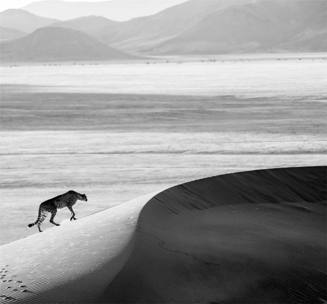 David Yarrow, ‘Prowl’, 2013, Photography, Archival Pigment Photograph, Holden Luntz Gallery