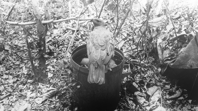 Robert Zhao Renhui, ‘An Eagle Returns, Day 322’, 2020, Photography, Diasec in Frame, Kristin Hjellegjerde Gallery