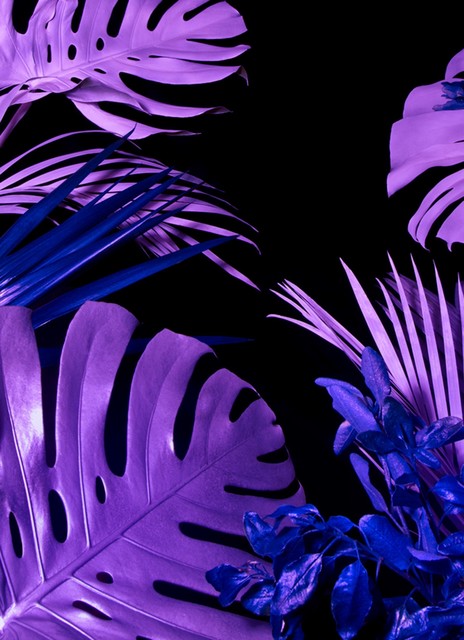 Chloe Newman, ‘Terrestrial Flora, from the End of Genesis series’, 2014, UAL: Now
