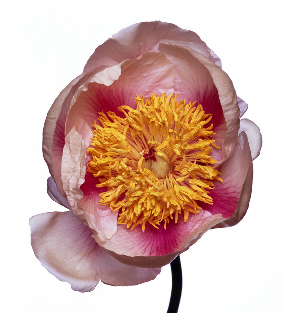 Michael Zeppetello, ‘Lady Gay Peony’, 2018, Photography, Hahnemuehle Photo Rag Baryta Paper, Almond & Co.