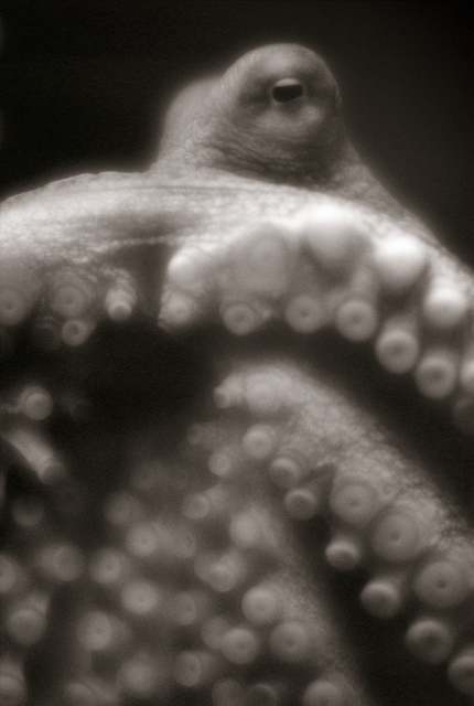 Henry Horenstein, ‘Giant Pacific Octopus - Enteroctopus Dofleini’, ElliottHalls