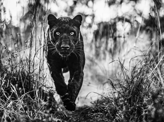 David Yarrow, ‘Black Panther Returns ’, 2019, Maddox Gallery