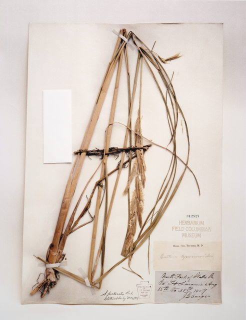 Terry Evans, ‘Field Museum, Spartina, 1857’, 2000-2001, San Francisco Museum of Modern Art (SFMOMA)